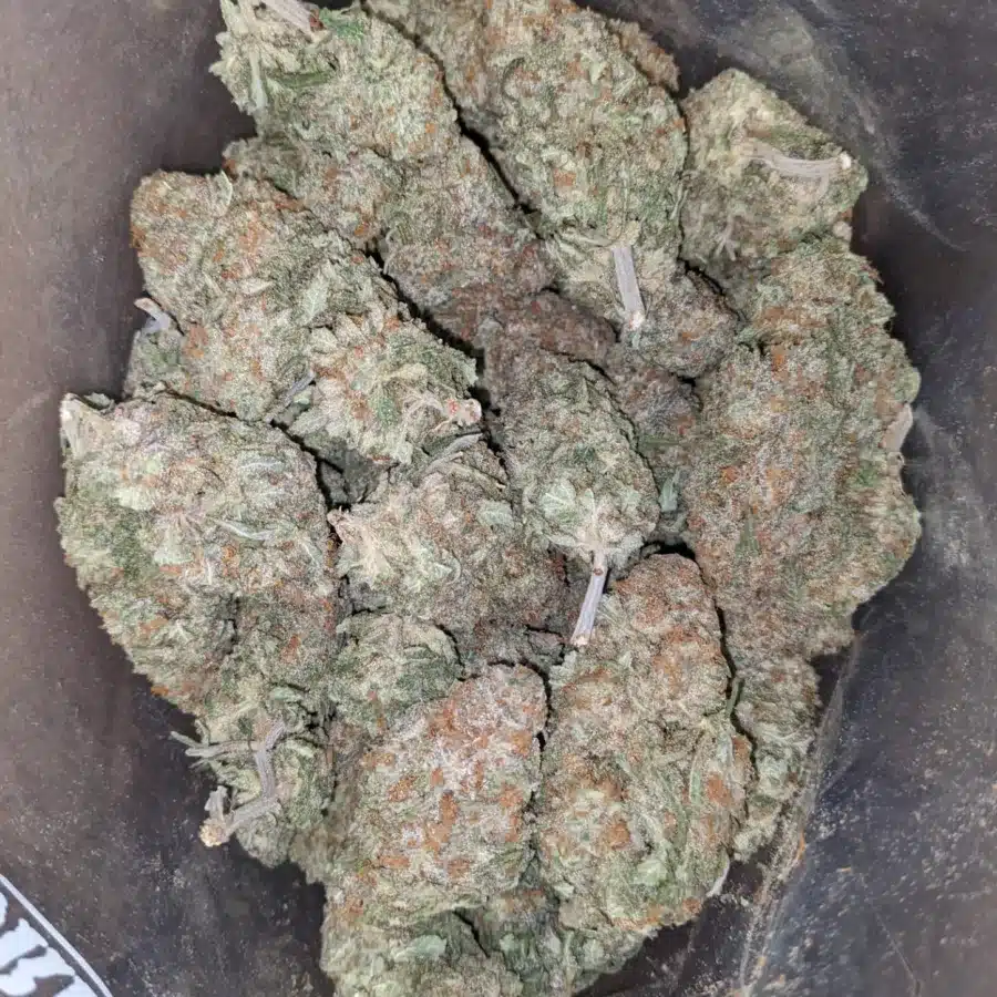 Animal cookies 1 I Animal Cookies
