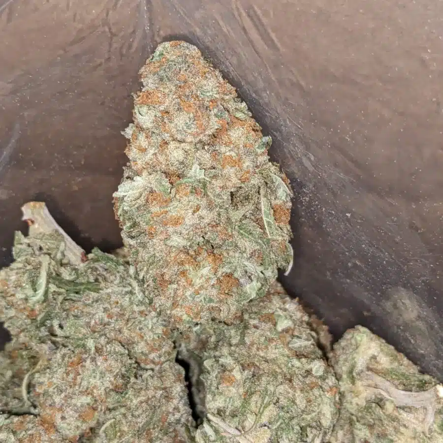 Animal cookies 2 I Animal Cookies