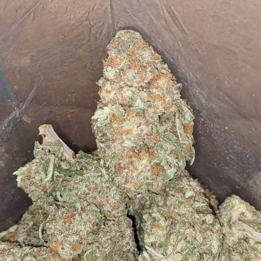 Animal cookies 3 I Animal Cookies