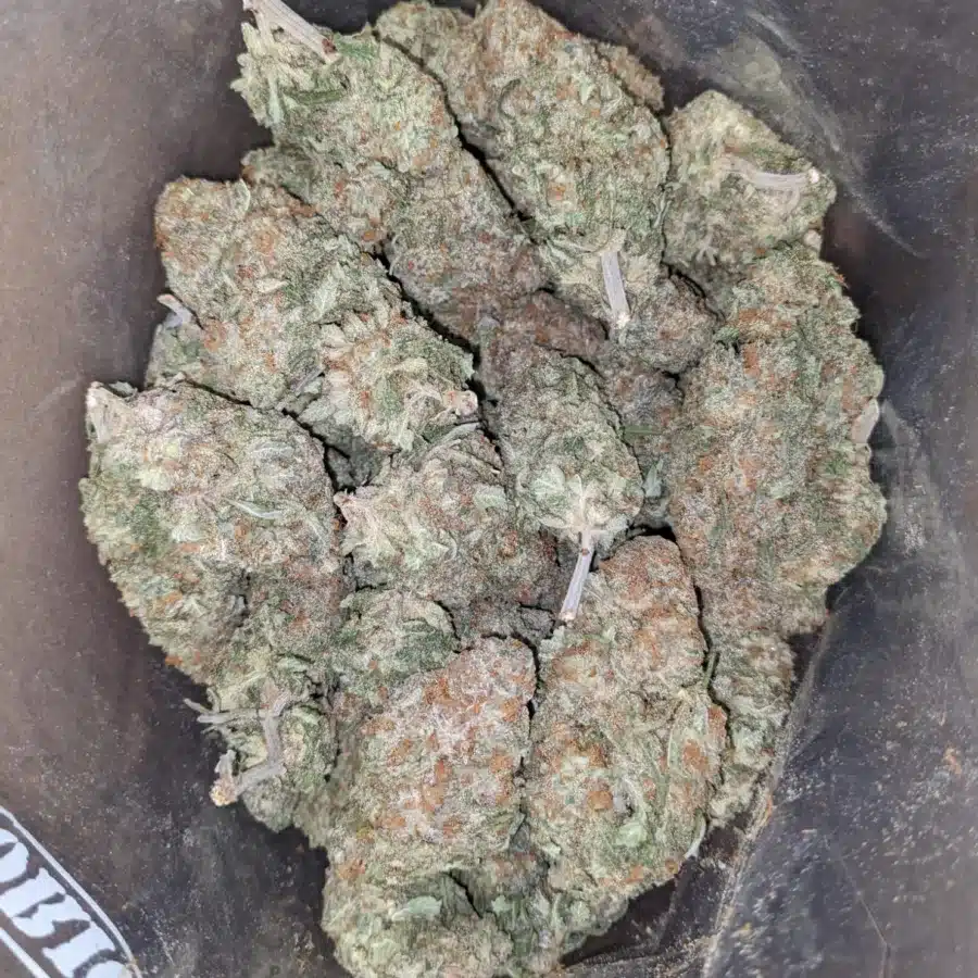 Animal cookies 4 I Animal Cookies