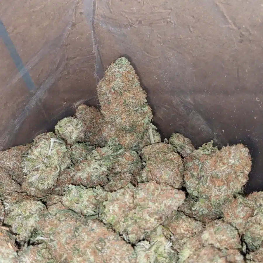 Black Cherry Gelato 1 1 I Black Cherry Gelato