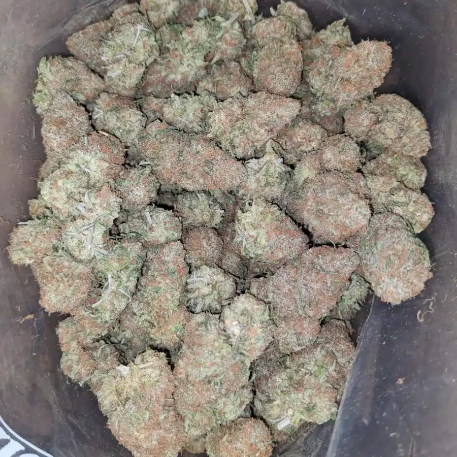 Black Cherry Gelato 2 1 I Black Cherry Gelato