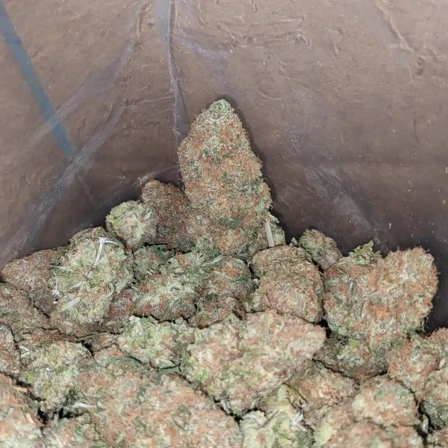 Black Cherry Gelato 3 1 I Black Cherry Gelato