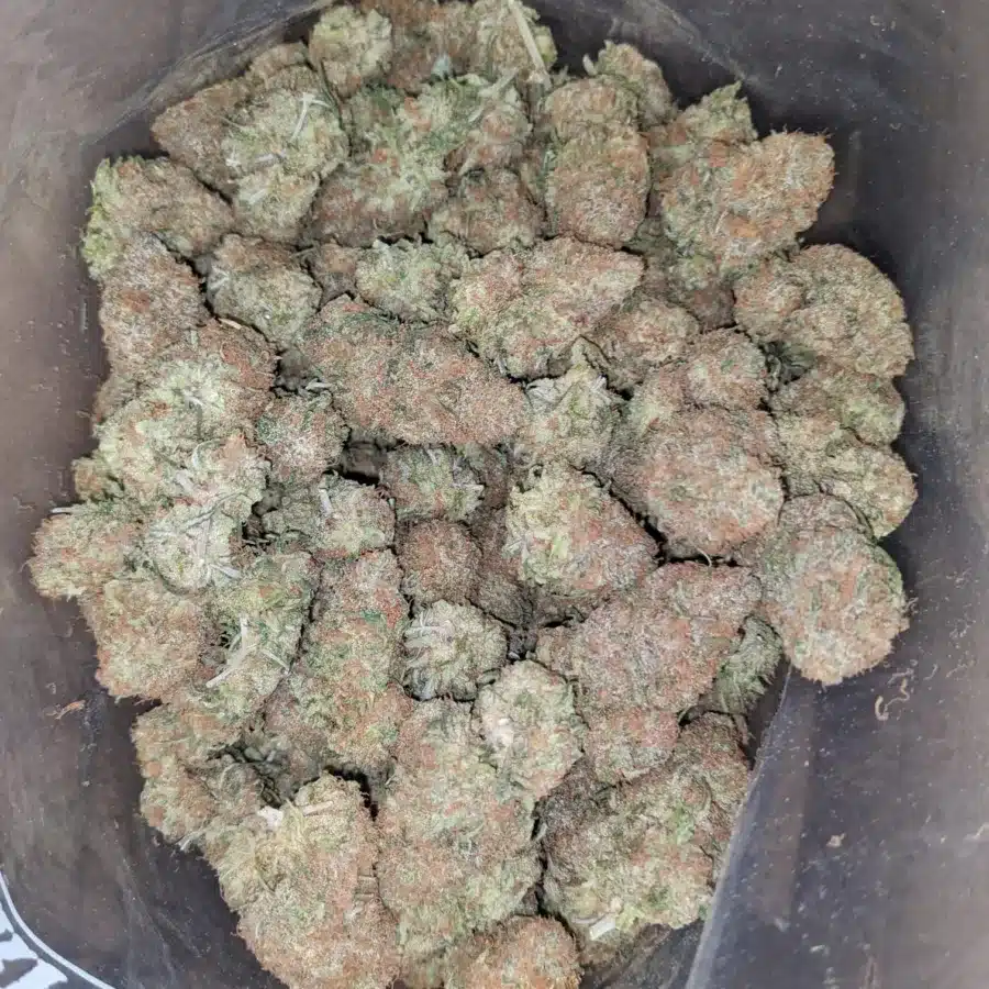Black Cherry Gelato 4 I Black Cherry Gelato