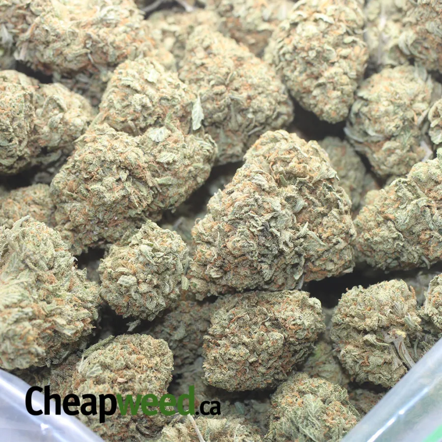 CALI BUBBA 1 I Cali Bubba