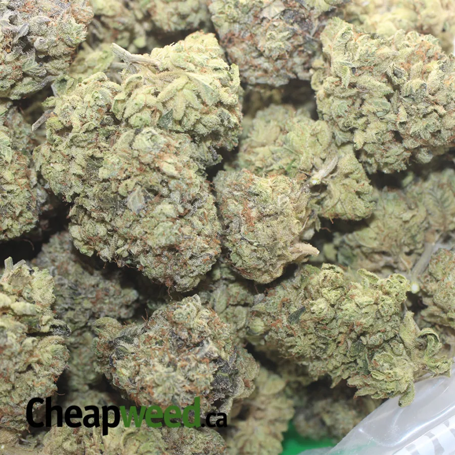 CANDY GELATO 1 I Candy Gelato