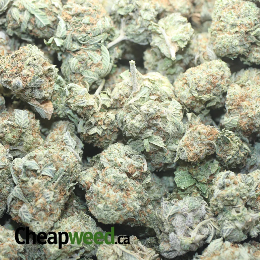CRITICAL WHITE 1 I Critical White