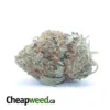 Critical White