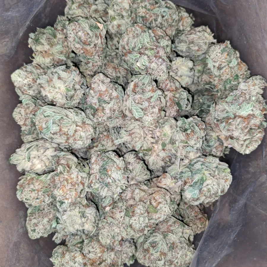 Alternative view of Cali Bubba