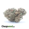 $ 40 Oz - Forum Cut Cookies