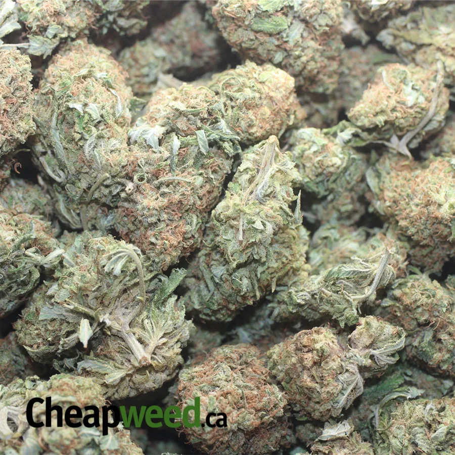 G 13 1 I G13