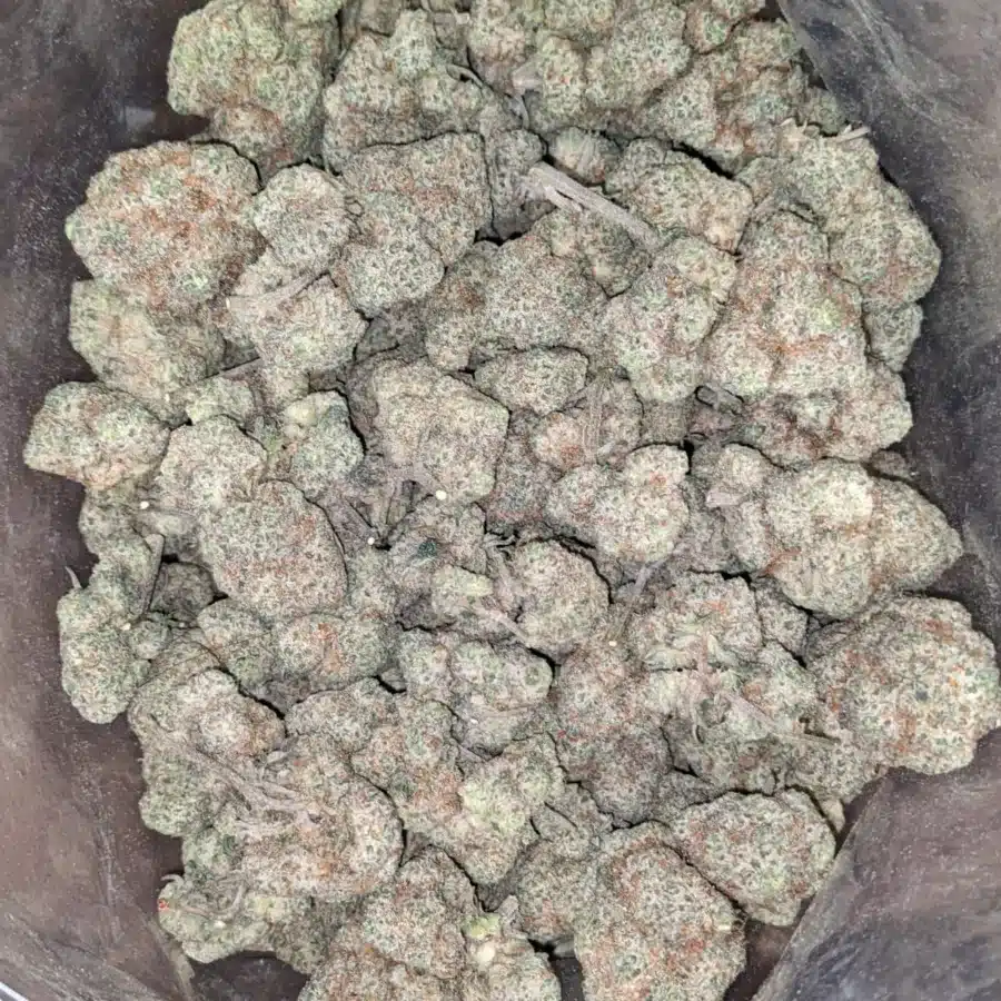 Guava 2 1 I Guava