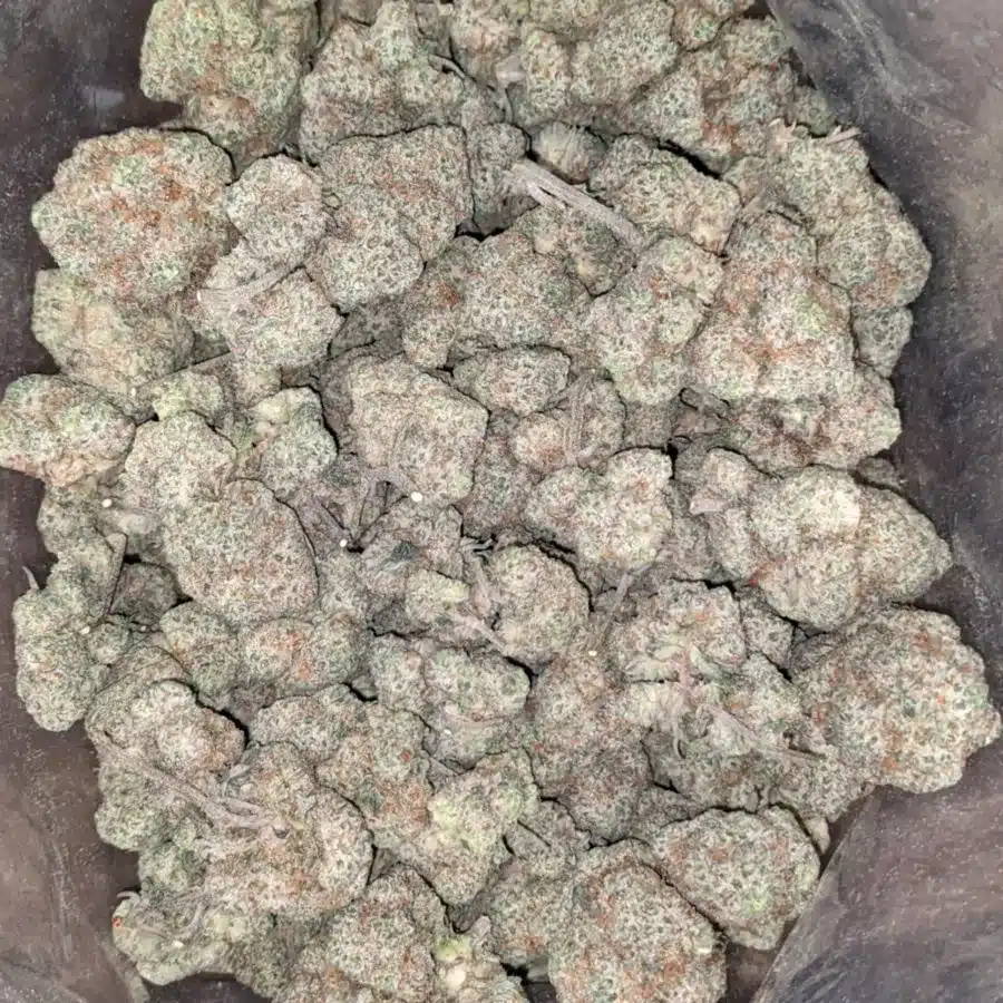 Guava 4 I Guava