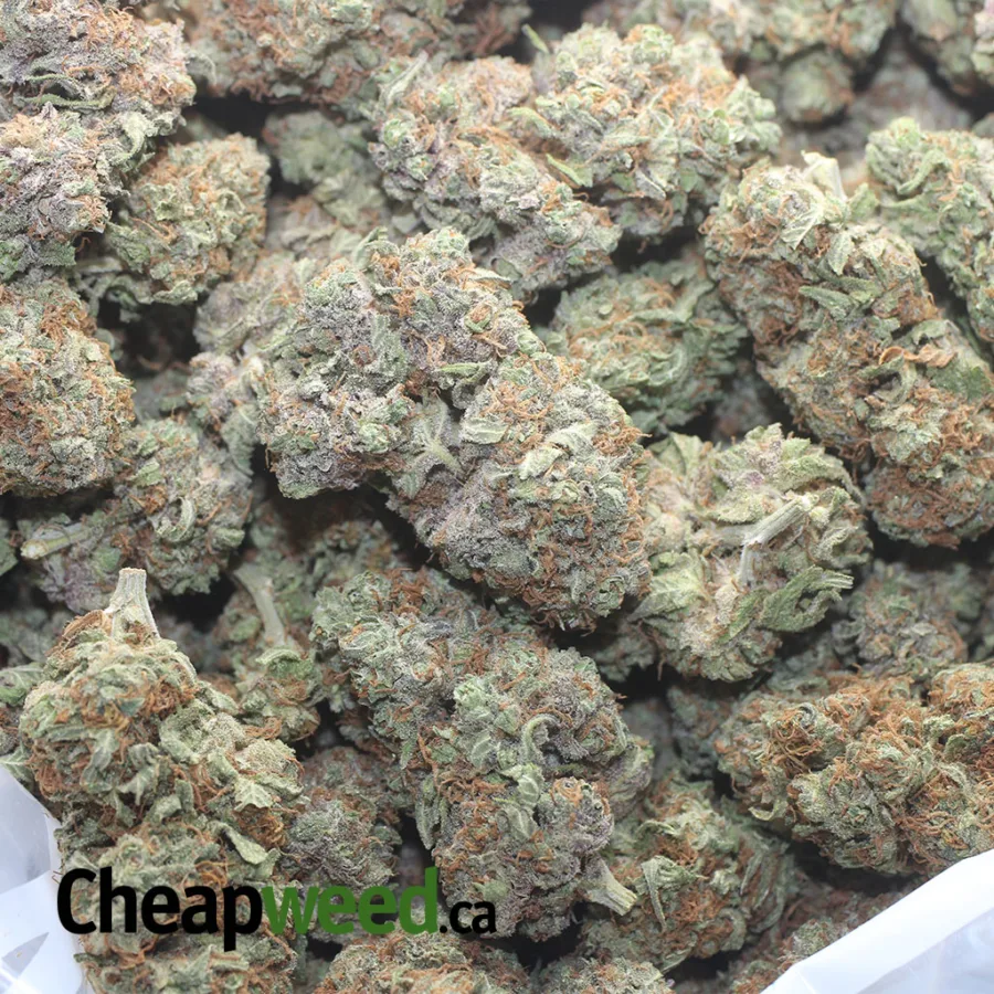 KOSHER KUSH 1 I Kosher Kush