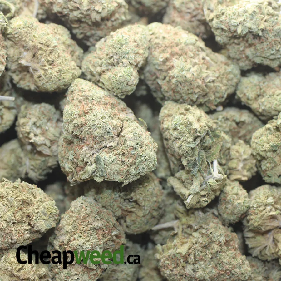 LAVENDER 1 I Lavender Bulk Special