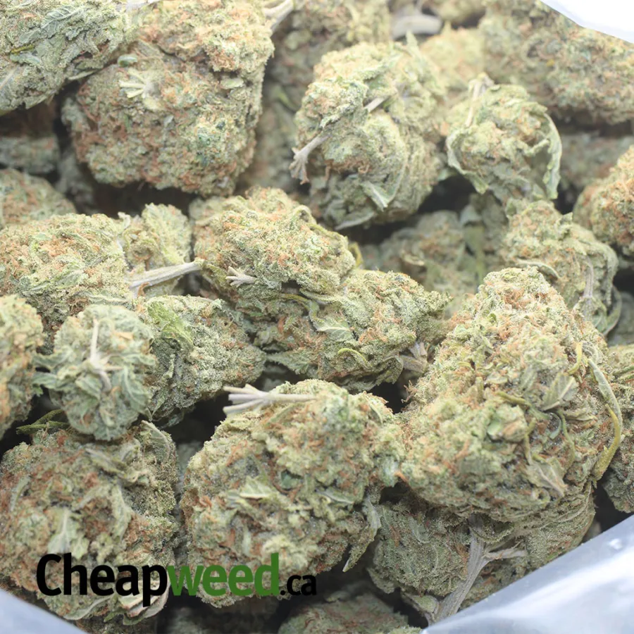 MANGO KUSH 1 I Mango Kush
