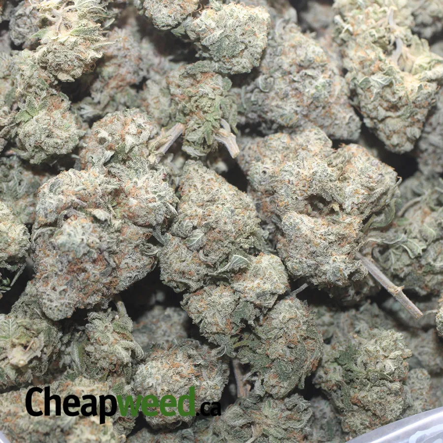 PLATNIUM KUSH 1 I Platinum Kush