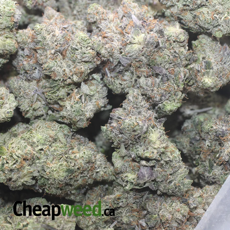 PURPLE AK 47 1 I Purple AK-47