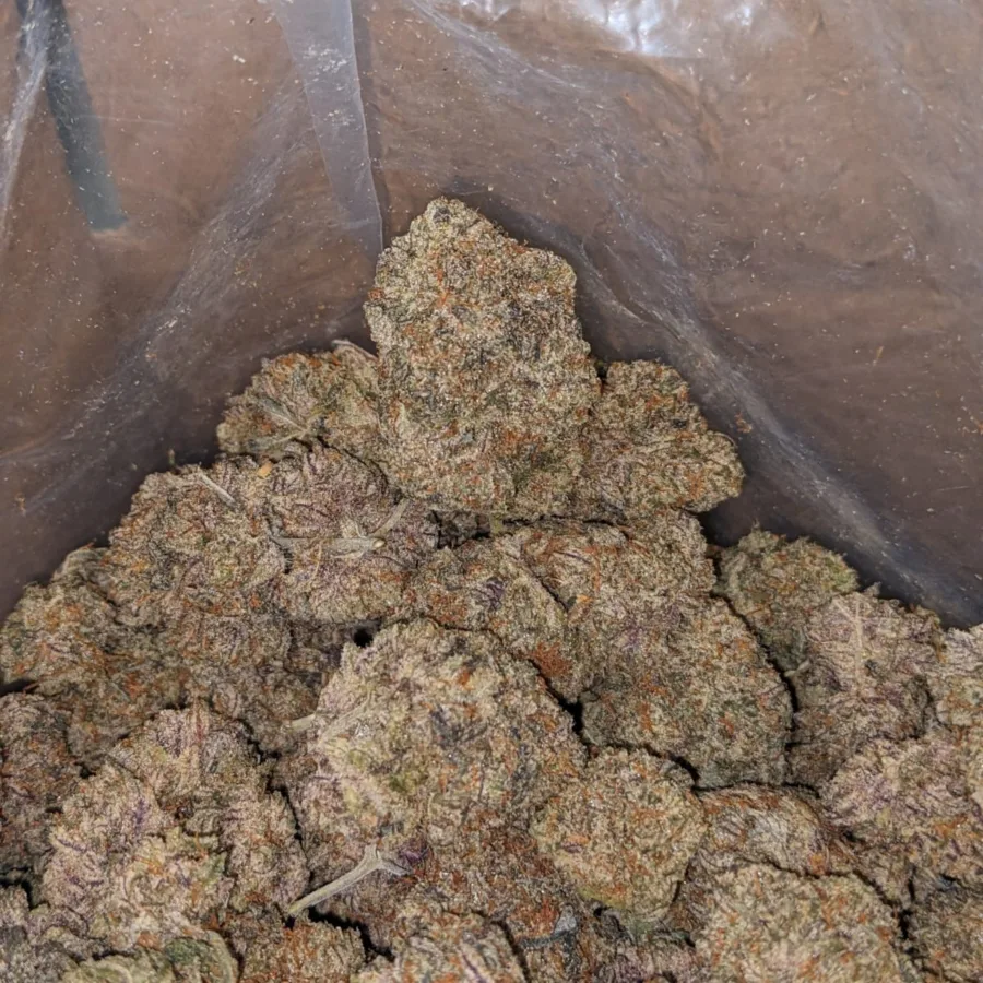 Platinum Blueberry 1 I Platinum Blueberry