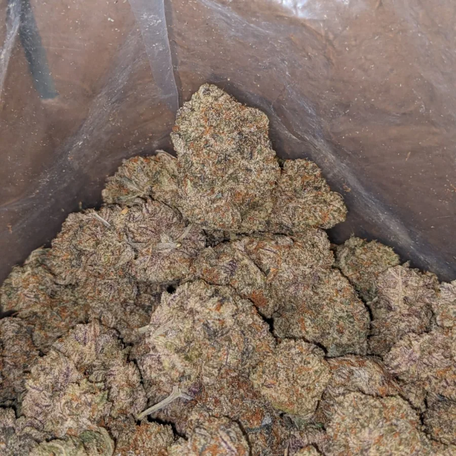 Platinum Blueberry 4 I Platinum Blueberry