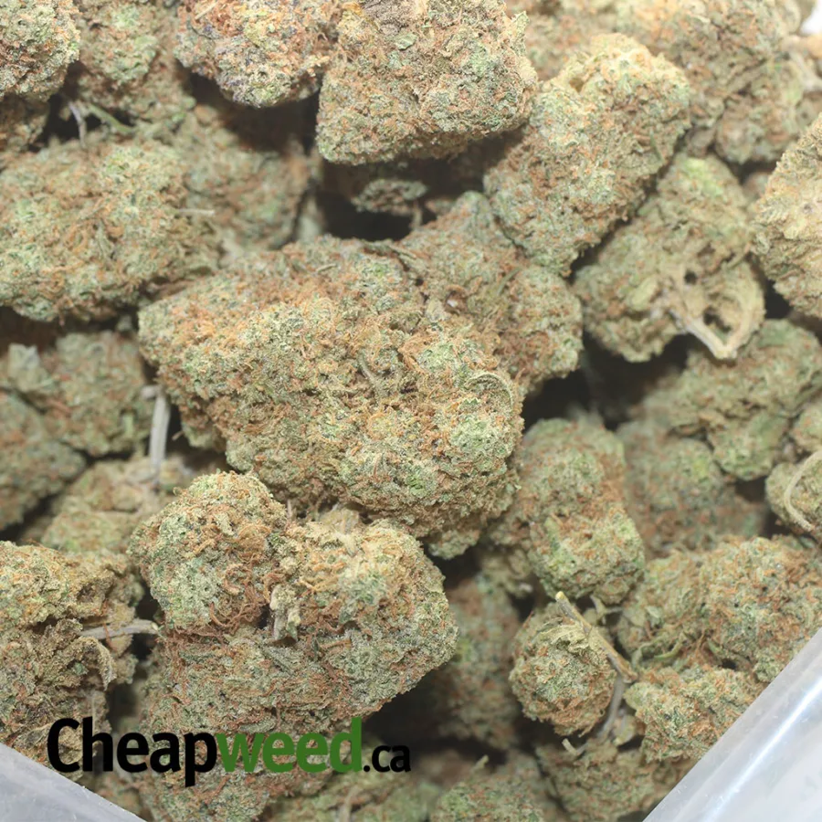 SILVER HAZE 1 1 I Silver Haze