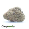 Skunk Dawg
