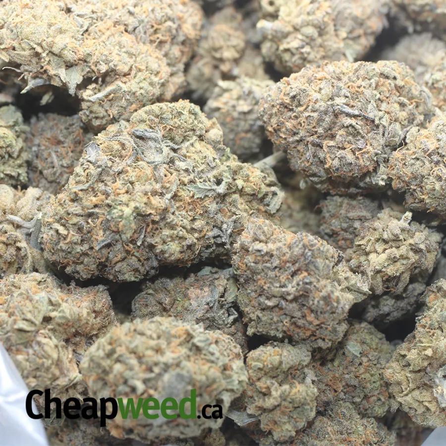 SKUNK DAWG 3 I Skunk Dawg