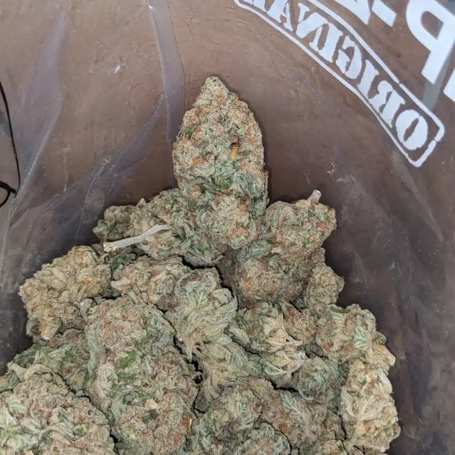 Super Lemon Haze 4 1 I Super Lemon Haze