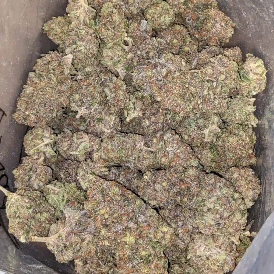 Tony's MK Ultra