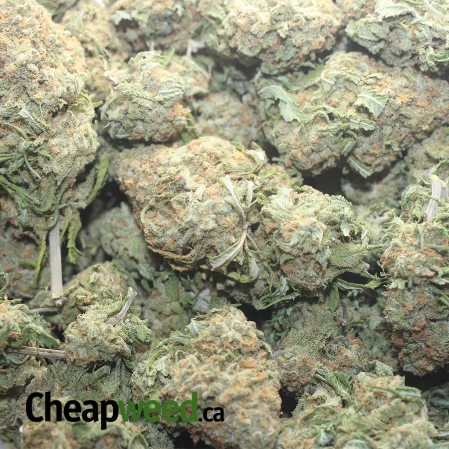 WHITE RHINO 1 I White Rhino
