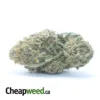 White Rhino