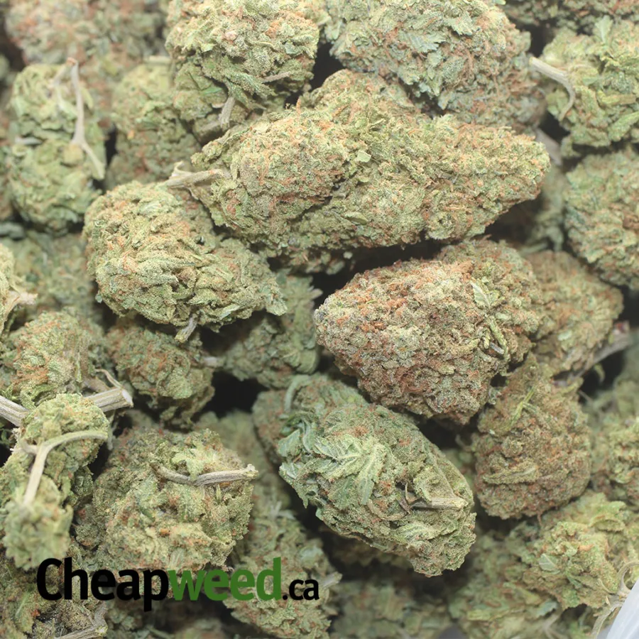 WHITE RHINO X NUKEN 1 I Nuken X White Rhino