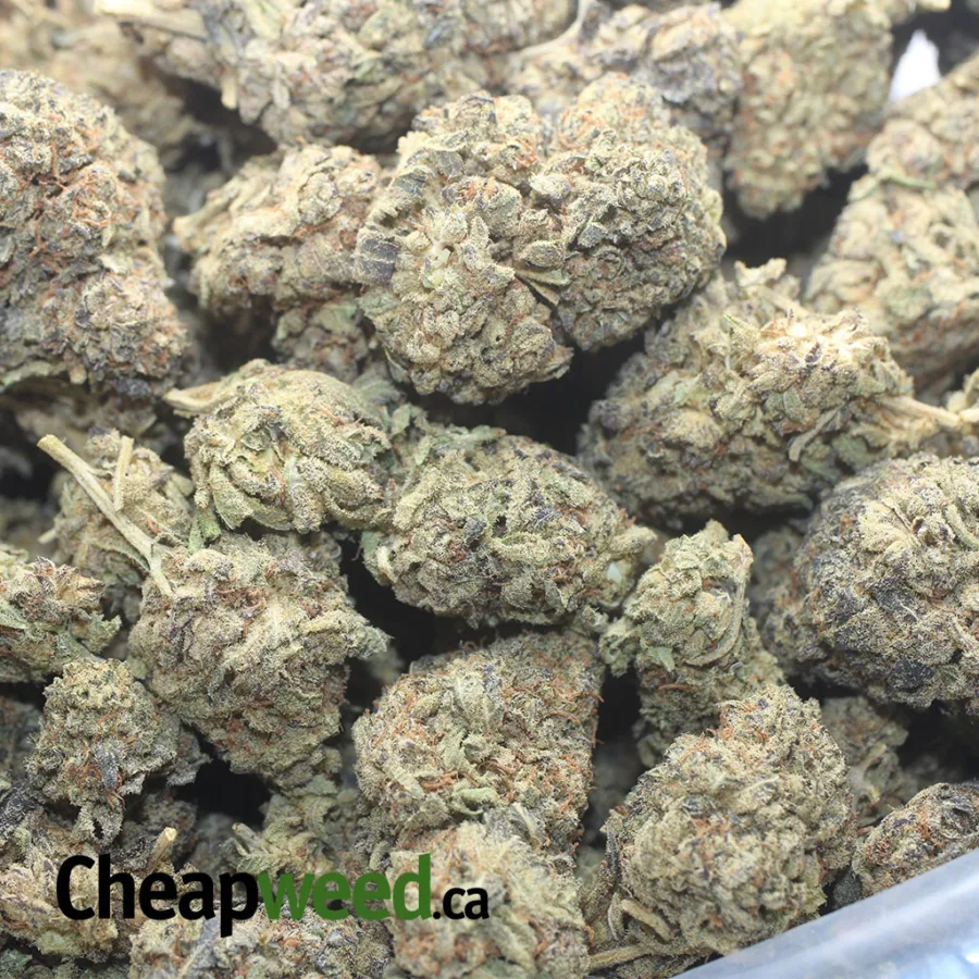 WHITE WIDOW 1 I White Widow
