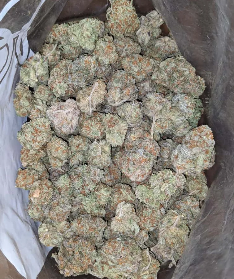 Window berry 4 I $ 41 Oz - Widow Berry
