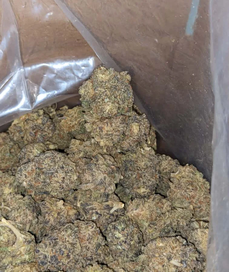 whtie widow 2 I White Widow