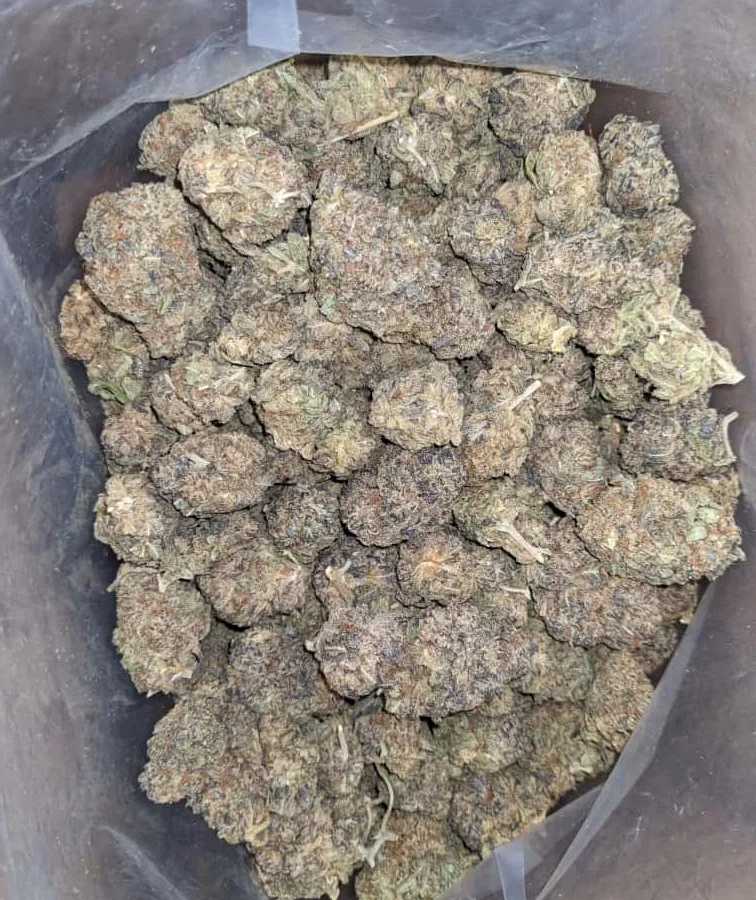 whtie widow 4 1 I White Widow