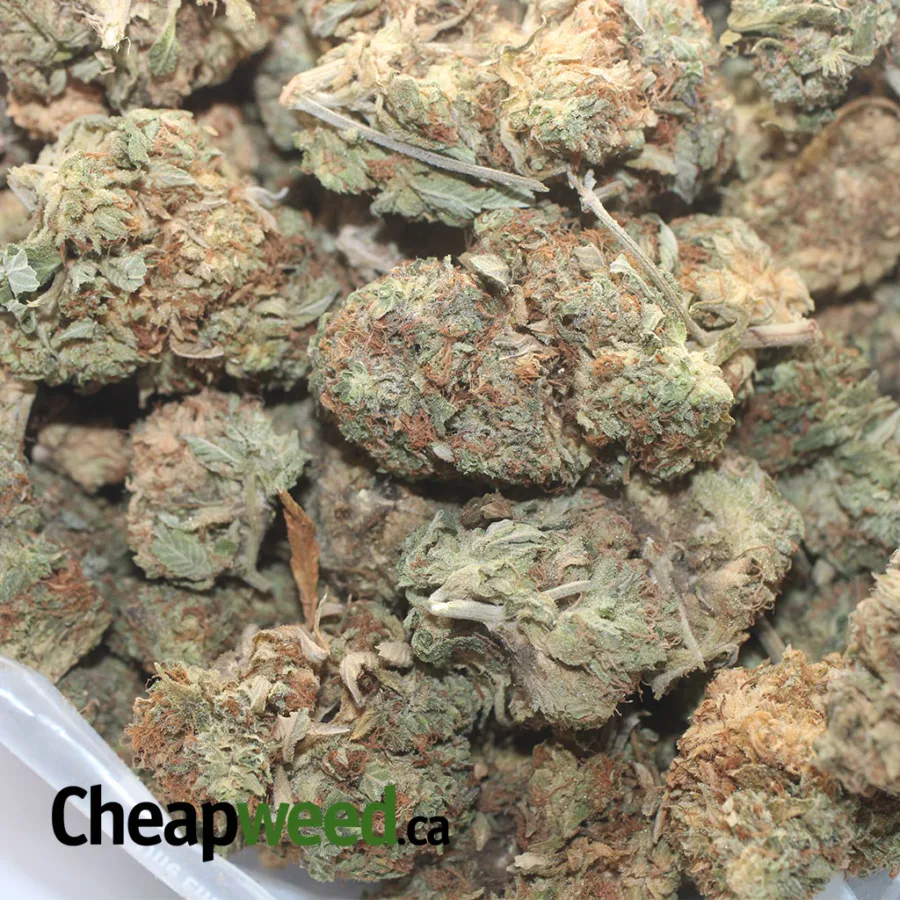 AA AMNESIA HAZE 1 I AA Amnesia Haze