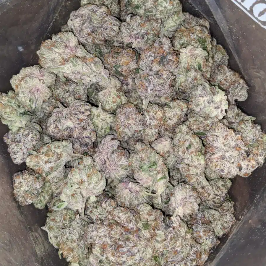 Blueberry Yum Yum 2 I Blueberry YumYum