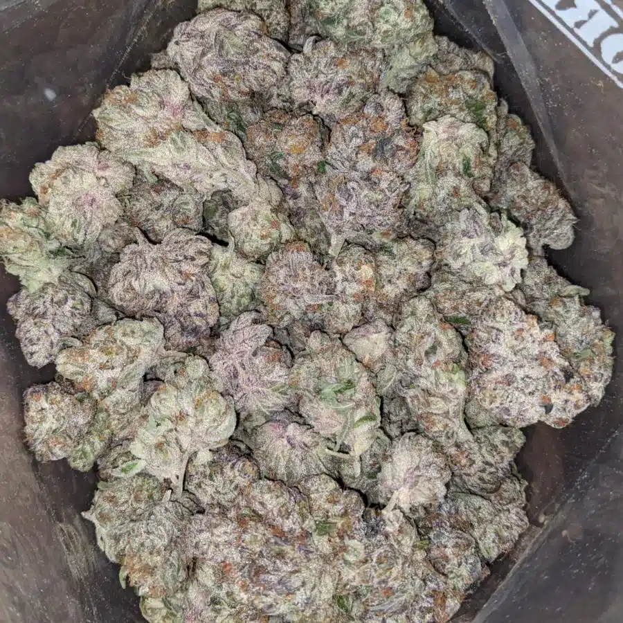 Blueberry Yum Yum 4 I Blueberry YumYum