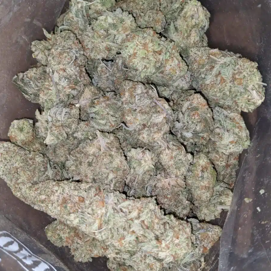 Candy jack 1 1 I Candy Jack