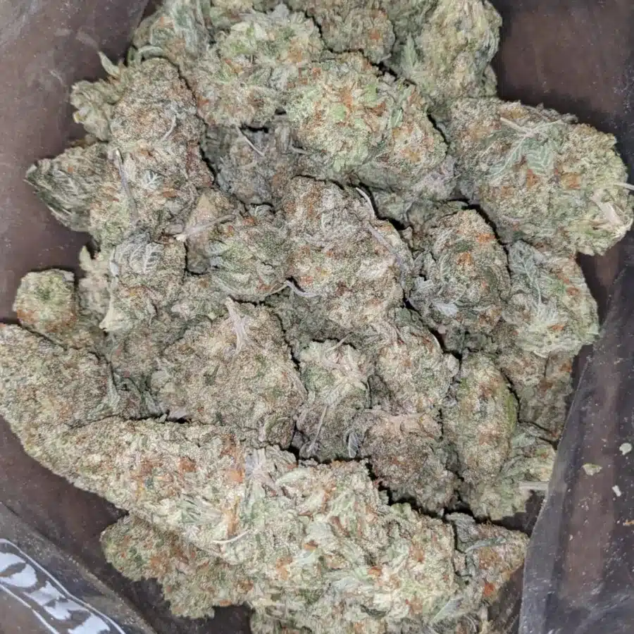 Candy jack 2 1 I Candy Jack