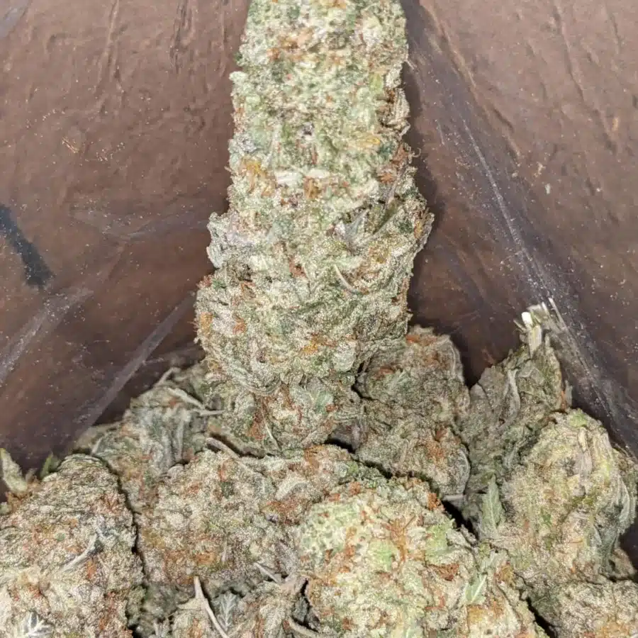 Candy jack 3 1 I Candy Jack