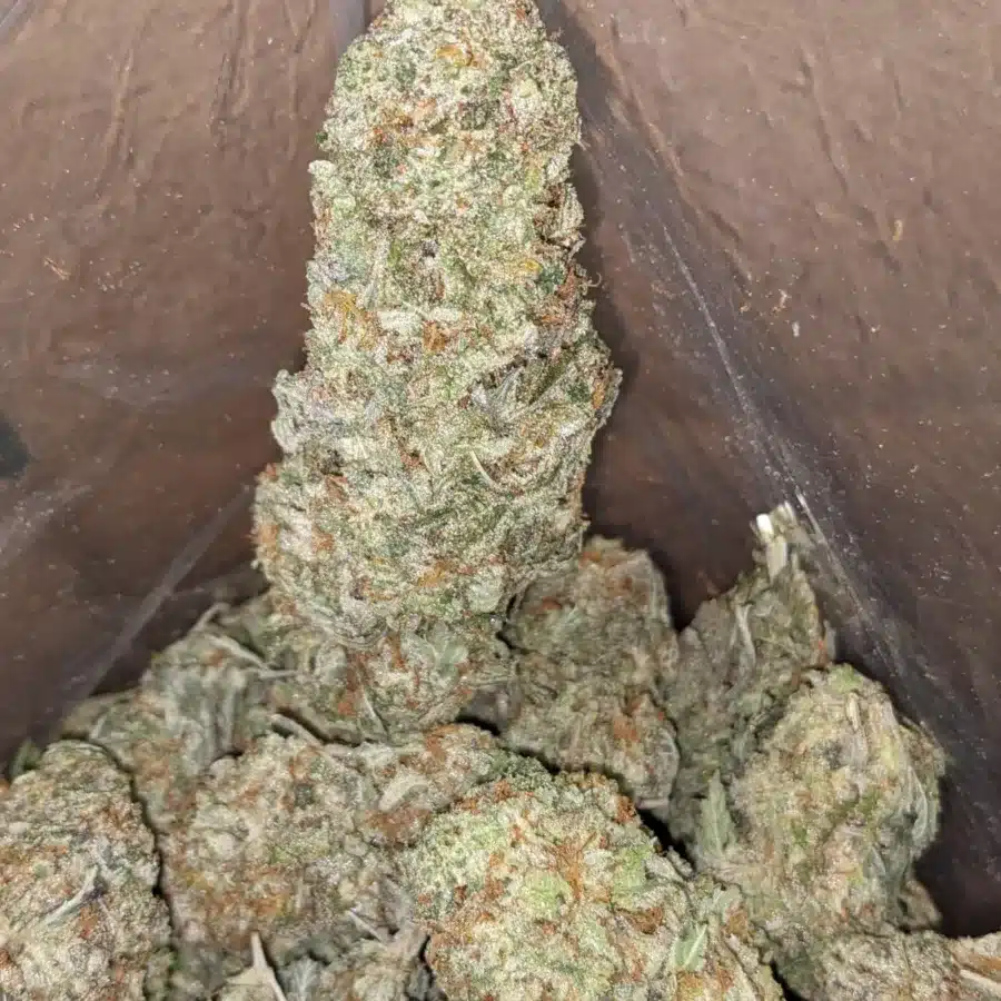 Candy jack 4 I Candy Jack