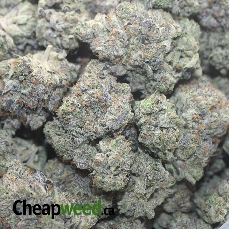 GHOST BUBBA 1 I Ghost Bubba