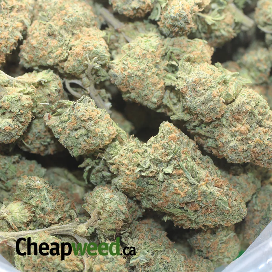 GREENFARM ANIMAL COOKIES 1 I Greenfarm's Animal Cookies