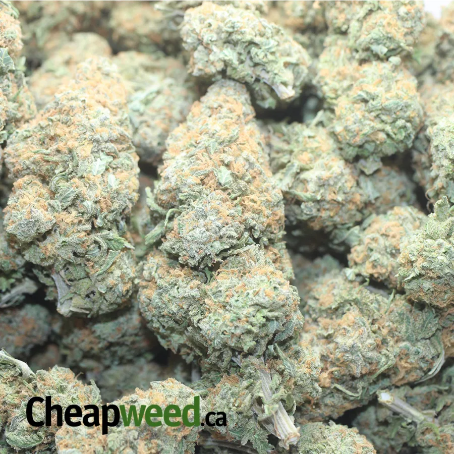 GREENFARM NUKEN 1 I Greenfarm's Nuken