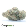 Greenfarm's Nuken