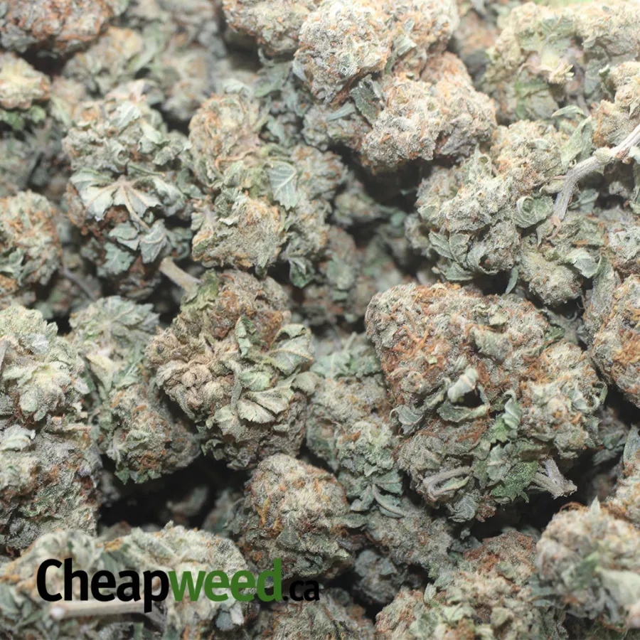 KANDY KUSH 1 I Kandy Kush
