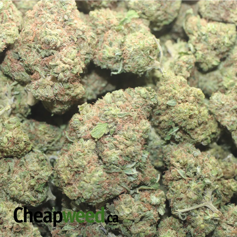 PINEAPPLE KUSH 1 I Pineapple Kush