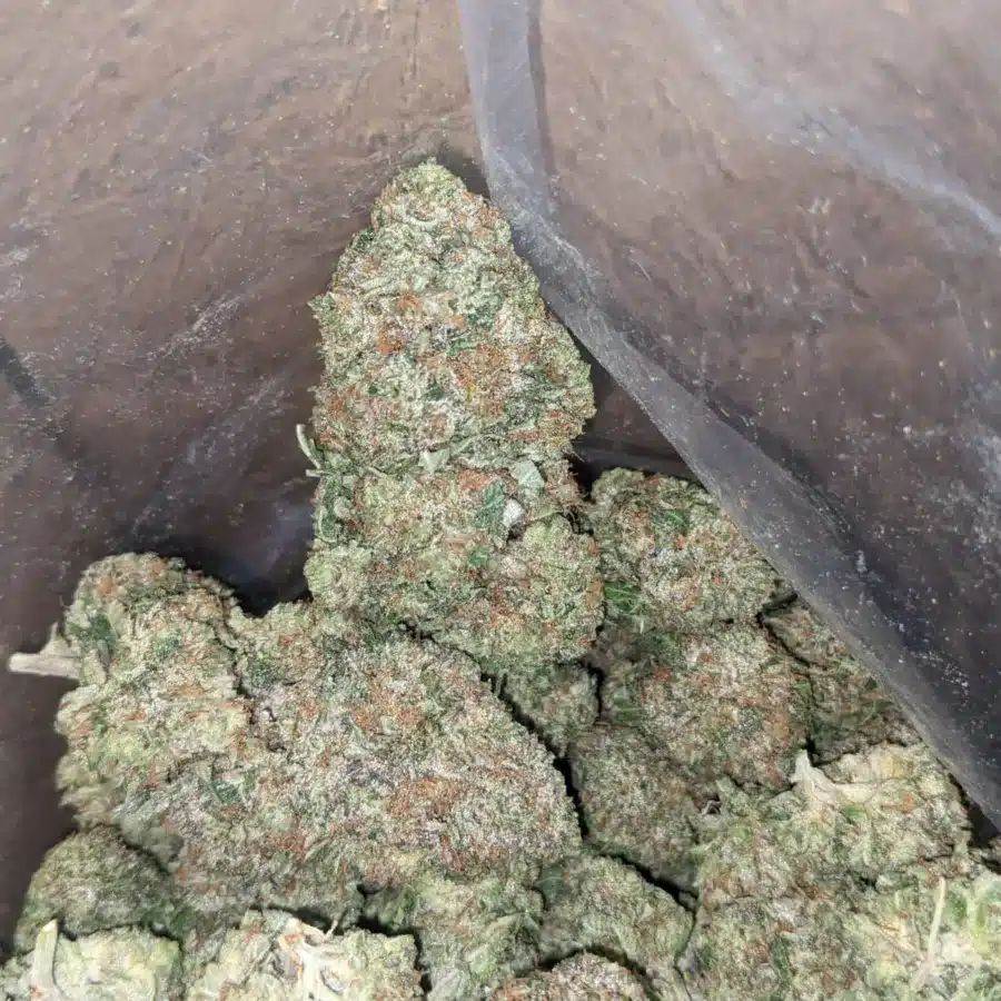 Pink Rozay 1 I Pink Rozay